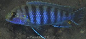 Labidochromis ianthinus 'Nkhomo Reef'